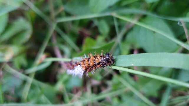 An overhead macro close-up shot of a Comma butterfly caterpillar (Polygonia c-album) climbing upwards on a blade of grass. The camera looks straight down 