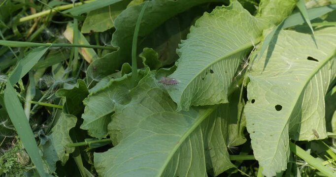Brown marmorated stink bug, an invasive species, resting on a large green leaf in a natural environment during a sunny day, showcasing the insect's camouflage and details.