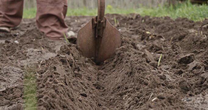 Close-up view of a farmer's hands using an old hoe to create a long, straight furrow in the dark, rich soil, preparing the garden bed for planting seeds during the spring season.