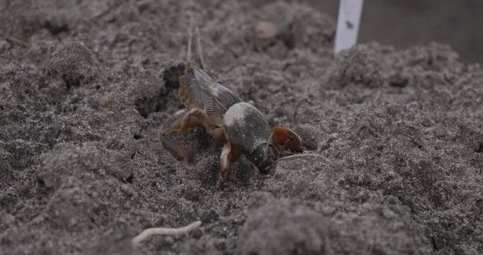 Close-up of a large mole cricket, a garden pest, actively burrowing into the loose soil with its powerful front legs, digging a tunnel to escape and hide underground in its natural habitat.