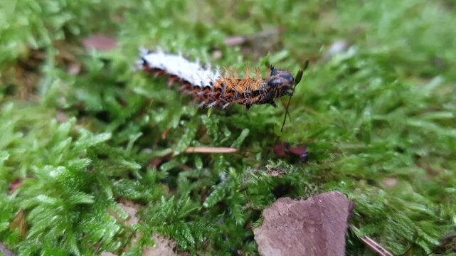 HD Comma Butterfly Caterpillar (Polygonia c-album) Crawling Across Moss-Covered 