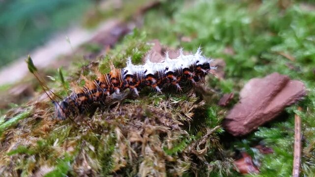 Comma Butterfly Caterpillar (Polygonia c-album) Crawling on Moss Covered Fallen Log in 4K Macro