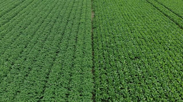 Green harvest in field. Summer green field. Agricultural aerial landscape. Green crop agricultural farm landscape. Harvesting and agriculture. Crop plantation at farm. Agriculture and cultivation