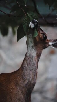 A wild black-tailed deer (Odocoileus hemionus columbianus) browsing on a leafy branch in a lush forest in British Columbia, Canada. Natural wildlife behavior captured in its native habitat as the deer