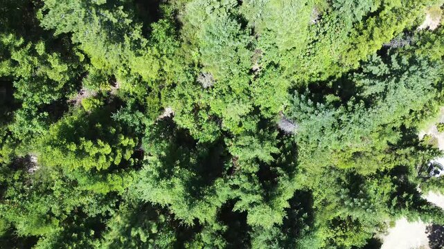 Nadir view over tall evergreen trees with shadows highlighted by the summer sun in the Pacific Northwest.
