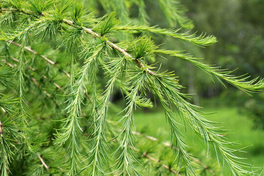 Young branches of European larch (Larix decidua)
