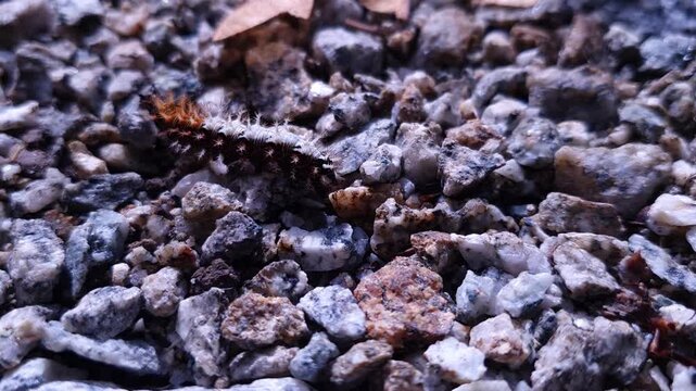 Comma Butterfly caterpillar (Polygonia c-album) Walking Across Rocks &ndash; Close Up