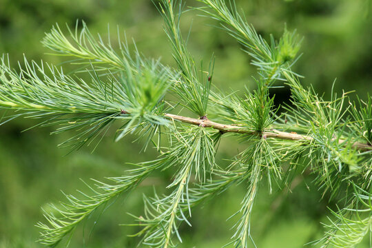 Young branches of European larch (Larix decidua)
