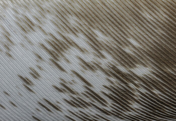 Macro of Bird of prey feather © Robin