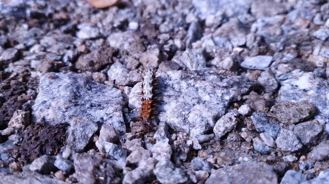Close-up footage of a Comma butterfly (Polygonia c-albumdeciding which way to go on  natural gravel. Detailed view of the butterfly in its natural habitat during daylight. Suitable for wildlife,