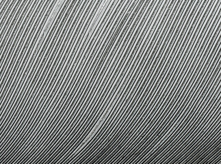 Fototapeta premium Macro of dove feather 