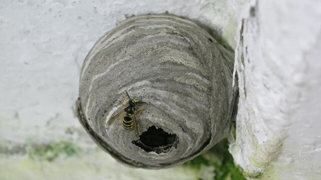 Wasp Nest - a nervous wasp walks and turns around nervously and hastily in front of the entrance to the nest	