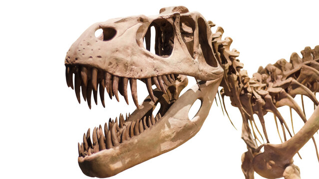 Transparent T-Rex dinosaur skeleton skull isolated on white. 3D realistic prehistoric predator cutout PNG for science and education.