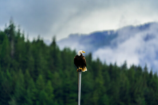 Majestic bald eagle perched on a pole with a lush evergreen forest and dramatic clouds in the background, British Columbia, Canada.