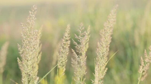 Close-up of delicate wild grass seed heads swaying softly in a gentle breeze across a serene, blurred green field under a soft sky. Perfect for natural backdrops, peaceful themes, and serene outdoor c