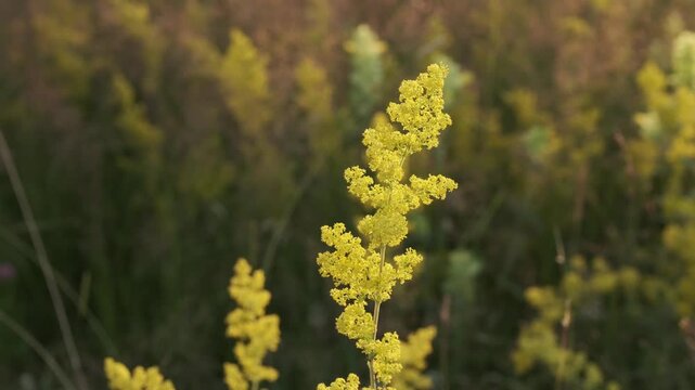 Vibrant yellow blossoms on a branching plant stand out against a softly blurred natural backdrop, illuminated by warm sunlight. A serene and colorful botanical scene in nature.