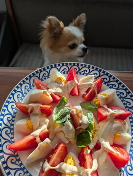Chihuahua Intense Gaze Tempting Salad Meal