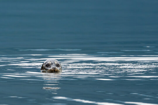 Curious harbor seal looking directly at the camera while floating in calm coastal waters.