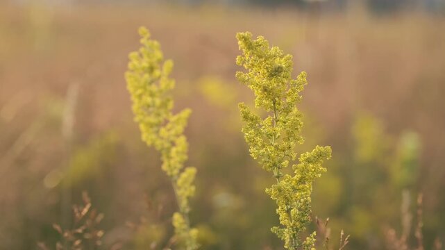Close-up of vibrant yellow wildflowers gently swaying in a soft breeze against a warm, blurred natural background. Perfect for themes of nature, autumn, tranquility, and rustic beauty.