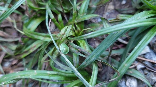 Green Shield Bug Crawling Through Grass in Natural Habitat &ndash; 4K UHD