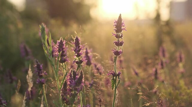 Vibrant purple wildflowers glow in a serene meadow at golden hour, backlit by the soft morning sun. Dew drops sparkle, creating a peaceful and magical nature scene.