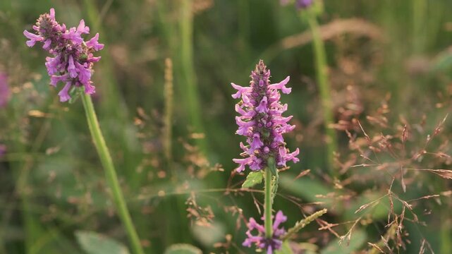 Close-up of a vibrant purple wildflower blooming in a sun-kissed meadow. The soft, natural light highlights the intricate details of its petals against a gently blurred green background, evoking peace