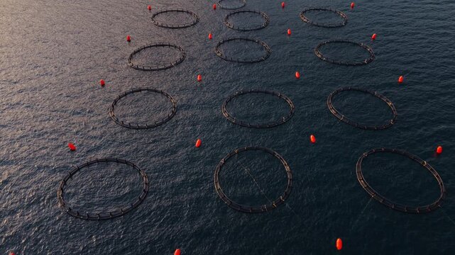Aerial drone video of circular fish farming cages in the open sea. Orange buoys mark the perimeter while golden sunlight reflects off the deep blue water. Perfect for aquaculture themes.