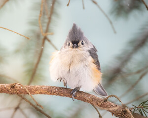 Tufted Titmouse in the Sunset Glow of a Snowstorm © Elijah