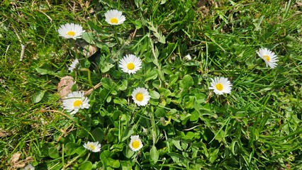 Beautiful common daisies Bellis perennis growing in green grass on a sunny spring lawn top view macro shot of white wild flowers blooming in a meadow nature background © Leszczu