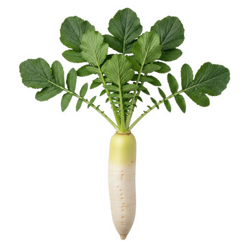 Fresh green leafy vegetable with white radish root