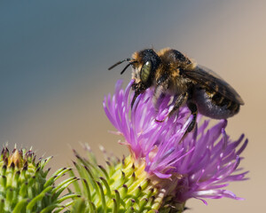 A Bee with Eyes Resembling a Reptile is Working Hard to Pick Pollen from a Pink Thistle Flower on a Hot Summer Day © LiviuConstantin