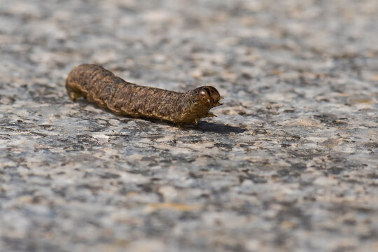 A Beautiful Brown Caterpillar is Raising Its Head while Slowly Crawling on the Hot Pavement in Mid-Summer