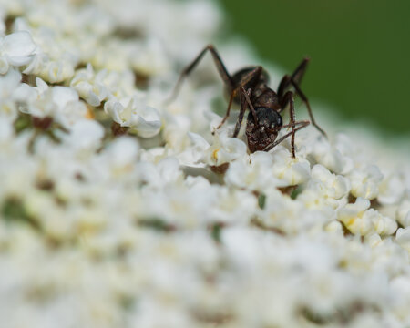 A Black Ant is Sitting on White Flower and Continually Picking Its Pollen