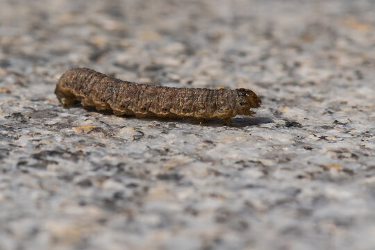 Side View of A Brown Caterpillar Crawling on the Marble Pavement in Search for Food