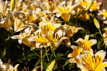Obraz premium Vibrant yellow lilies blooming in a lush garden in Thailand during summer.