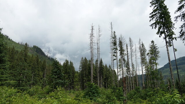 Standing dead trees from bark beetle infestation, Tatra Mountains, Poland