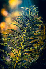 abstract golden fern texture for background © Melinda Nagy