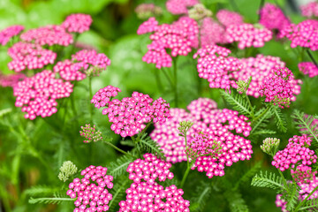 Vintage Violet Yarrow Achillea Millefolium Flowers Growing in Summer Garden © Anna Hoychuk