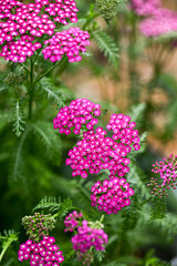 Vintage Violet Yarrow Achillea Millefolium Flowers Growing in Summer Garden © Anna Hoychuk