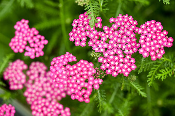 Vintage Violet Yarrow Achillea Millefolium Flowers Growing in Summer Garden © Anna Hoychuk