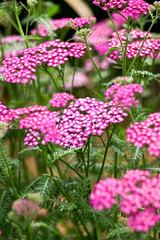 Vintage Violet Yarrow Achillea Millefolium Flowers Growing in Summer Garden © Anna Hoychuk