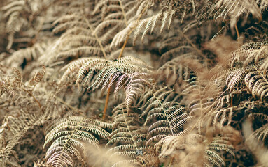 abstract golden fern texture for background © Melinda Nagy