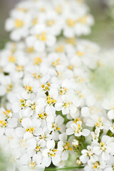 Close up of White and Yellow Yarrow Achillea Millefolium Flowers Growing in Summer Garden © Anna Hoychuk