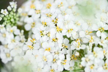 Close up of White and Yellow Yarrow Achillea Millefolium Flowers Growing in Summer Garden © Anna Hoychuk