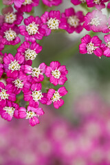 Vintage Violet Yarrow Achillea Millefolium Flowers Growing in Summer Garden © Anna Hoychuk