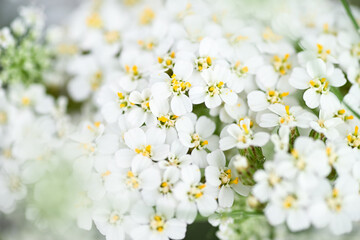 Close up of White and Yellow Yarrow Achillea Millefolium Flowers Growing in Summer Garden © Anna Hoychuk