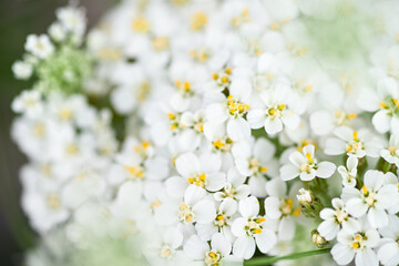 Close up of White and Yellow Yarrow Achillea Millefolium Flowers Growing in Summer Garden © Anna Hoychuk