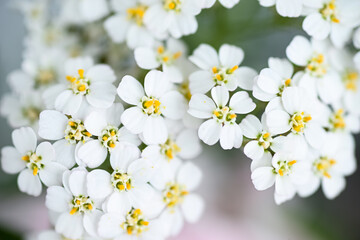 Close up of White and Yellow Yarrow Achillea Millefolium Flowers Growing in Summer Garden © Anna Hoychuk