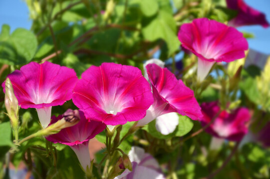 Pink Morning glory flower blooming in the garden