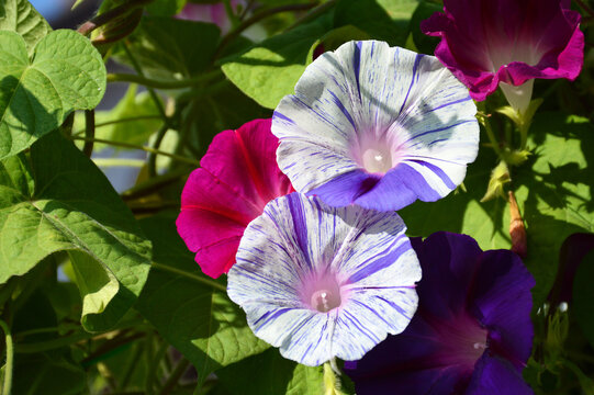 Morning glory flower blooming in the garden